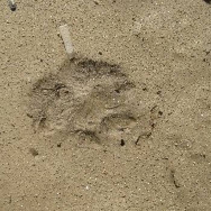 Spring Wildlife Tracking
