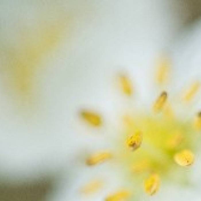 Wildflower Photography
