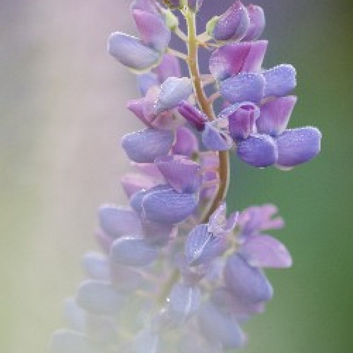 Wildflower Photography