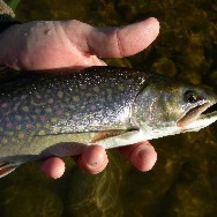Entry Level Angling for Adults