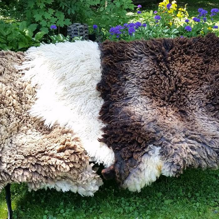 Teaser image for Raw Felted Fleece: A New Approach to the Sheepskin Blanket