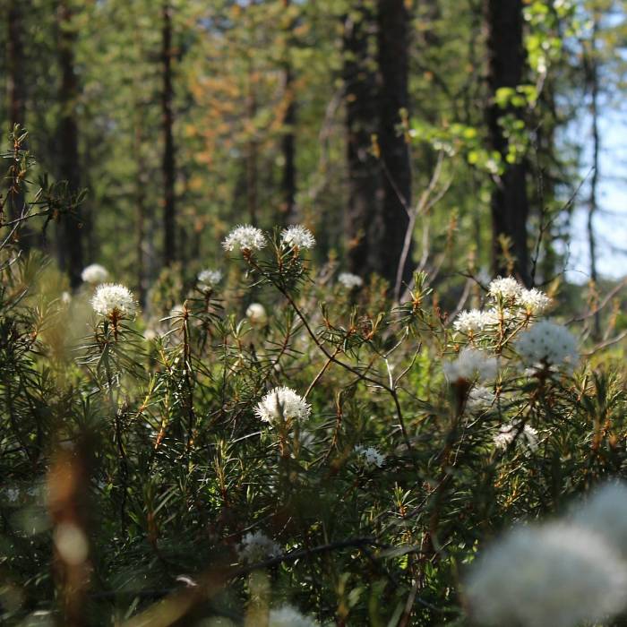 Teaser image for Botany for Naturalists, Ecologists, and Herbalists