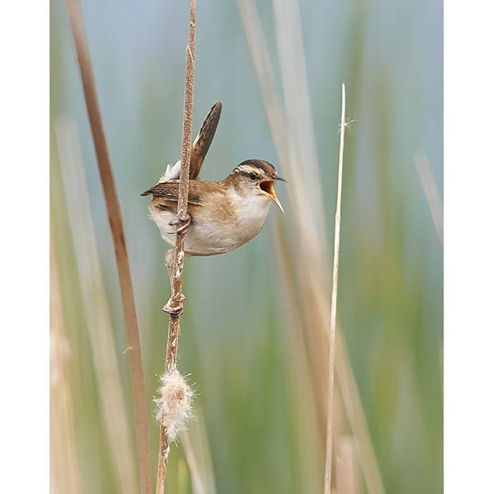 Teaser image for Discovering the Language of Birds