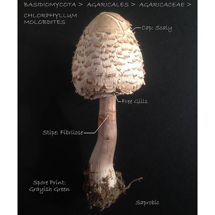 Teaser image for Mushroom & Fungi: A Closer Look