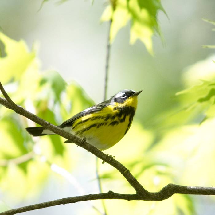 Teaser image for Spring Birding on the North Shore