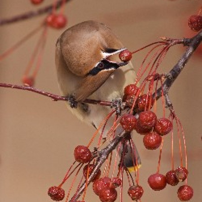 Teaser image for Bird & Wildlife Photography: In the Field