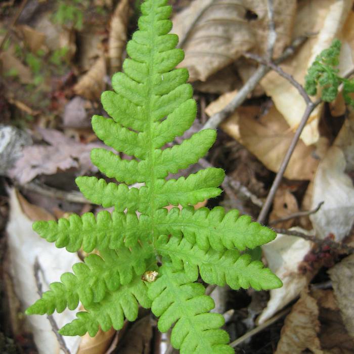 Teaser image for Field Botany