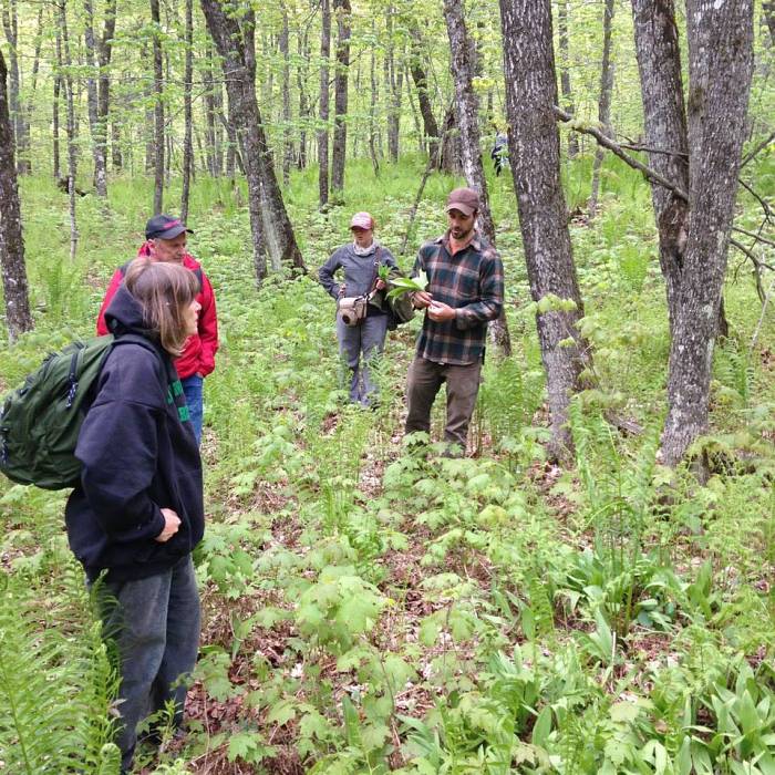 Teaser image for Foraging for Spring Wild Edibles