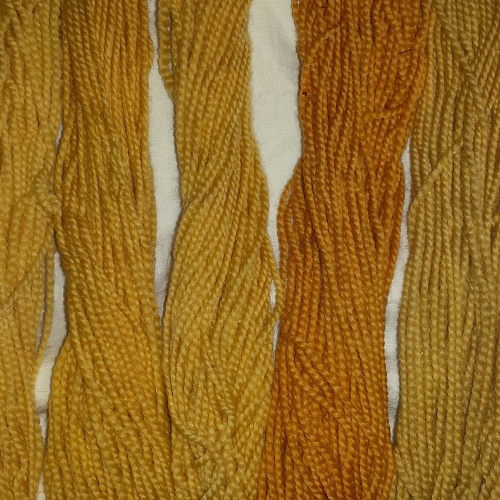 Yarn dyed with orange hawkweed