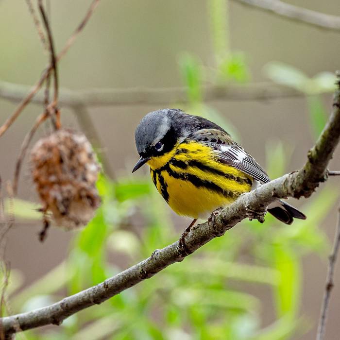 Teaser image for Birding by Ear