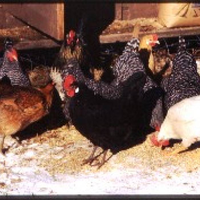 Teaser image for Chickens For Your Backyard