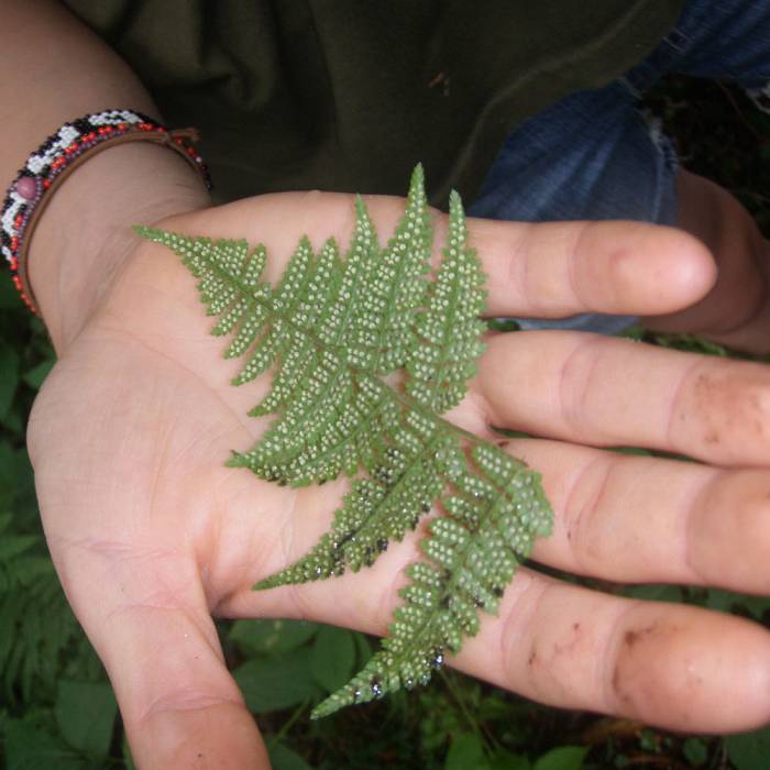 Teaser image for Natural Botanicals: Wild Medicine Workshop