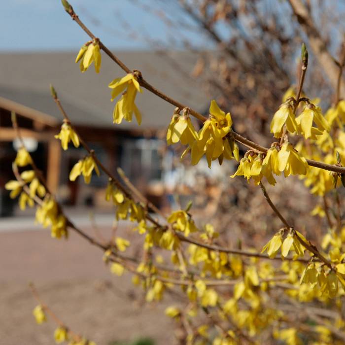 Teaser image for Spring Phenology in the Field: Wildflowers and Beyond