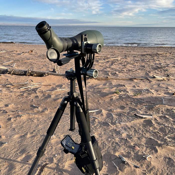 Teaser image for North Shore Birding Workshop