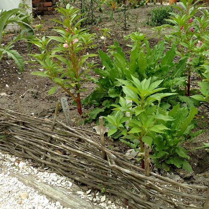 Teaser image for Wattle Fences and Garden Trellises