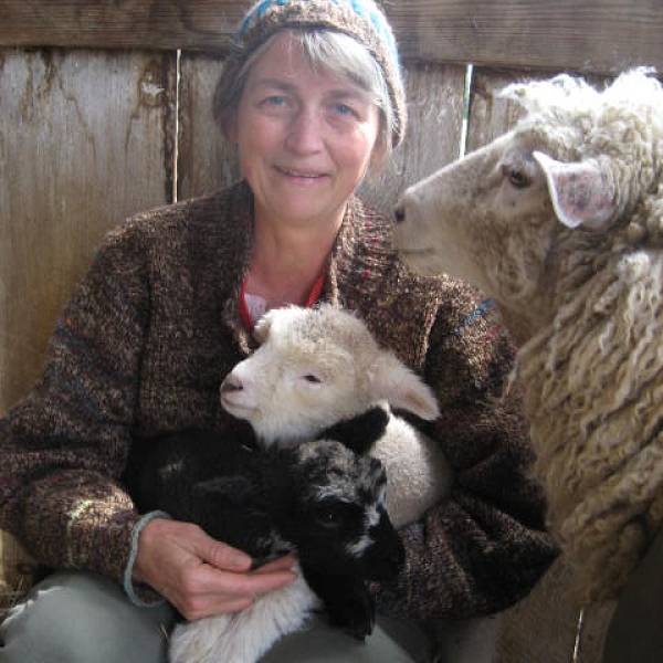 Image for Lunch & Learn: Sheep and Wool through Story and Song