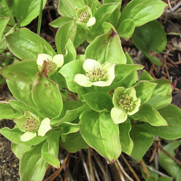 Image for Spring Ephemerals with Master Naturalist Margie Menzies